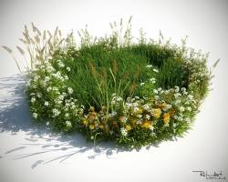 Wild flowers/grass