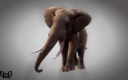 The African Elephant