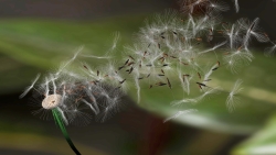 Dandelion-Seeds175.jpg