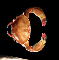 C / crab