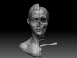 Head Anatomy Study 2018