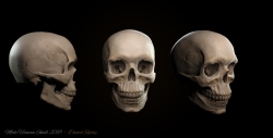 Male Skull study.