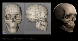 Male Skull study.