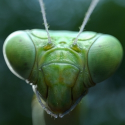 mantis_head_small.jpg